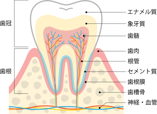 歯と歯周組織の構造
