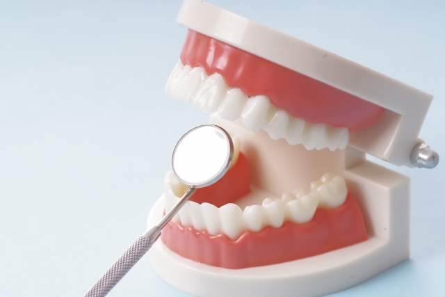 歯科模型とデンタルミラー
