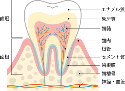 歯と歯周組織の構造
